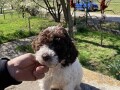 lagotto-stenci-small-3