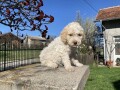 lagotto-stenci-small-1