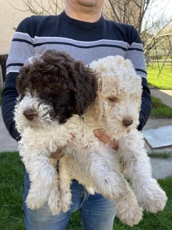 lagotto-stenci-big-4