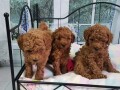 stunning-poodle-puppies-small-0