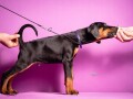 doberman-stenci-small-2