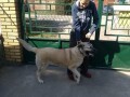 turski-kangal-small-0