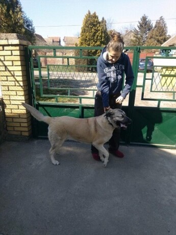 turski-kangal-big-0