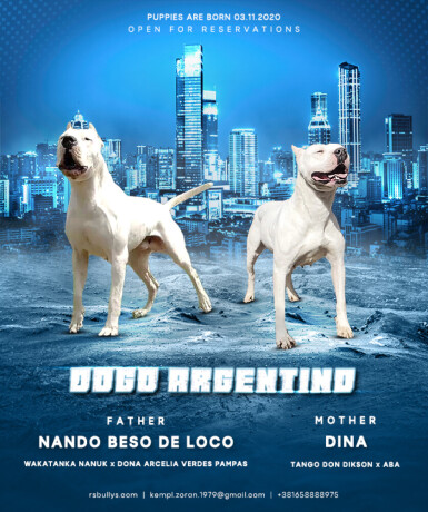 dogo-argentino-stenci-big-0