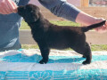 u-ponudi-stenci-labrador-retrivera-small-1