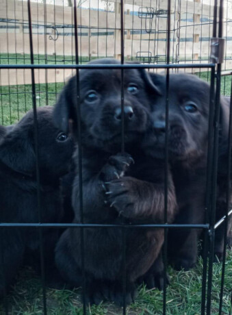 u-ponudi-stenci-labrador-retrivera-big-2