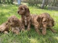 cockapoo-stenci-small-0