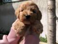 maltipoo-small-3