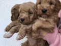 maltipoo-small-4