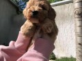 maltipoo-small-1