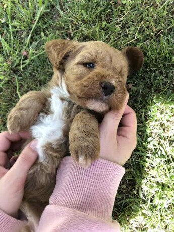 maltipoo-big-2