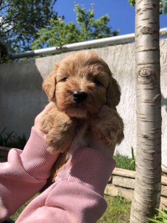 maltipoo-big-3