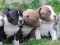 american-bully-pocket-micro-small-1