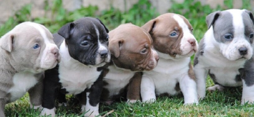 american-bully-pocket-micro-big-1