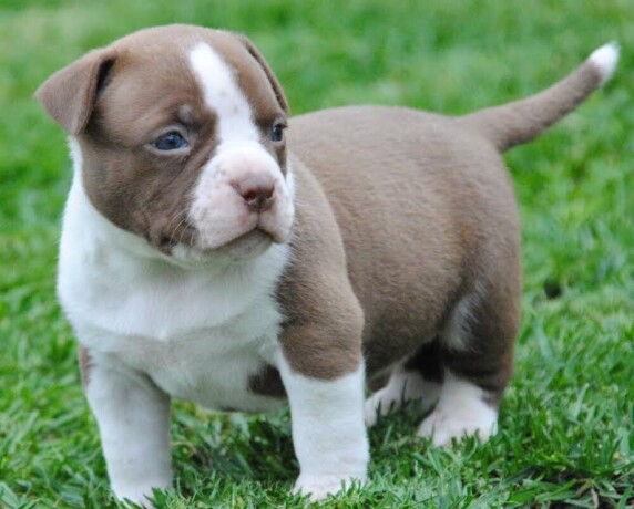 american-bully-pocket-micro-big-3