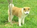 japanska-akita-inu-small-4