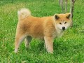 japanska-akita-inu-small-1