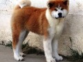 japanska-akita-inu-small-0