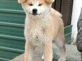 japanska-akita-inu-small-3