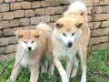 japanska-akita-inu-small-2