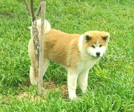 japanska-akita-inu-big-4