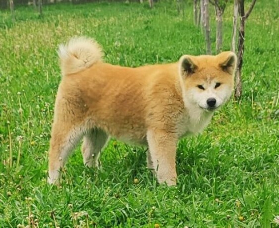 japanska-akita-inu-big-1