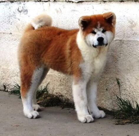 japanska-akita-inu-big-0