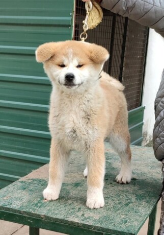 japanska-akita-inu-big-3