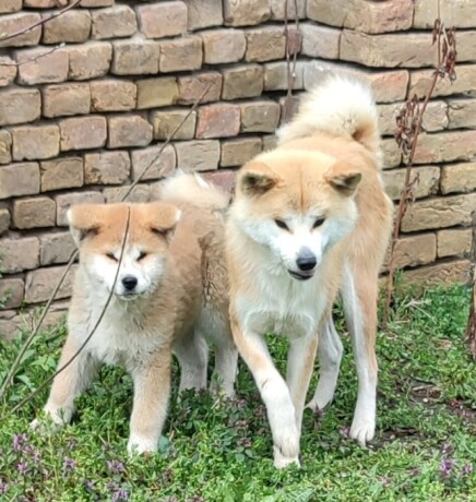 japanska-akita-inu-big-2