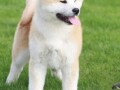 akita-inu-small-0