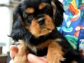 cavalier-king-charles-spanijeli-small-1