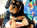 cavalier-king-charles-spanijeli-small-2