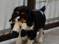 cavalier-king-charles-spanijeli-small-4