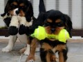 cavalier-king-charles-spanijeli-small-0