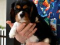 cavalier-king-charles-spanijeli-small-3