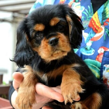 cavalier-king-charles-spanijeli-big-1