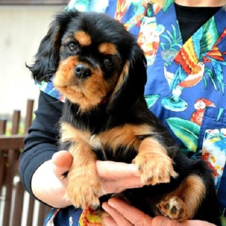 cavalier-king-charles-spanijeli-big-2