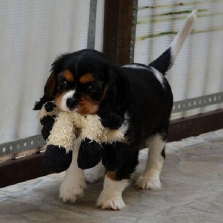 cavalier-king-charles-spanijeli-big-4