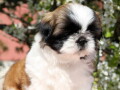 shih-tzu-zensko-kvalitetno-stene-small-3