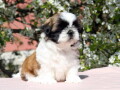 shih-tzu-zensko-kvalitetno-stene-small-0