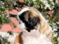 shih-tzu-zensko-kvalitetno-stene-small-1