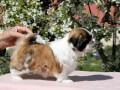 shih-tzu-zensko-kvalitetno-stene-small-4