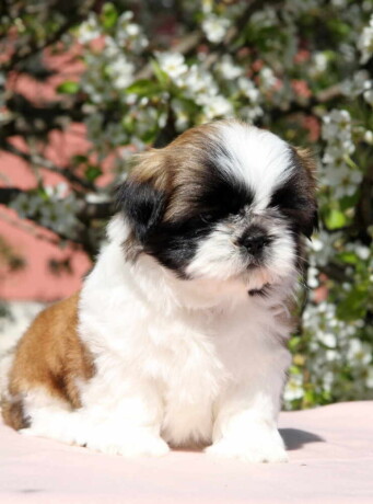 shih-tzu-zensko-kvalitetno-stene-big-3