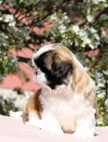 shih-tzu-zensko-kvalitetno-stene-big-1