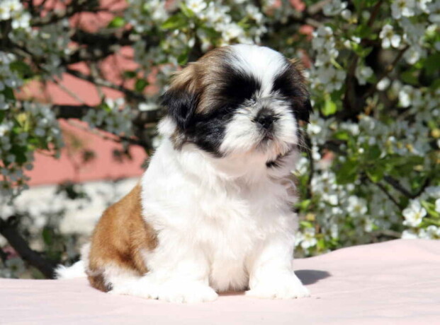 shih-tzu-zensko-kvalitetno-stene-big-2