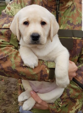 stenci-labrador-retrivera-big-1