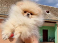 na-prodaju-bebe-pomeranca-small-1