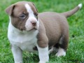 american-bully-pocket-micro-small-3