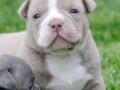 american-bully-pocket-micro-small-2