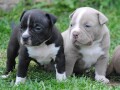 american-bully-pocket-micro-small-4